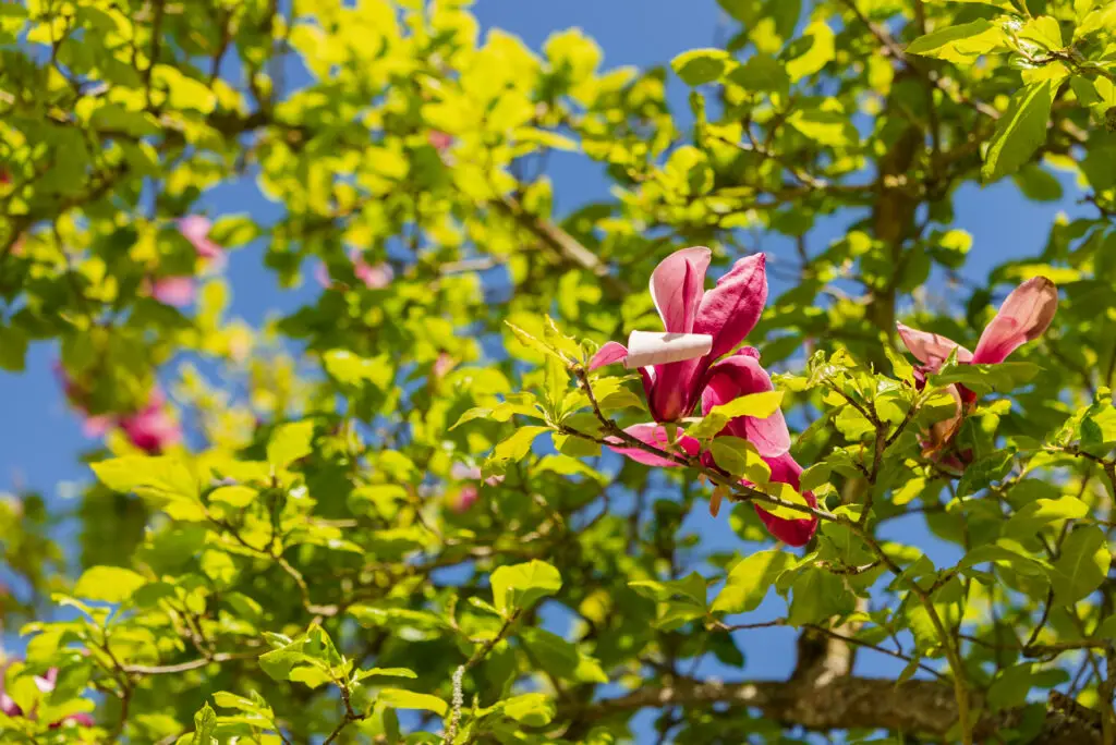 Eine rosafarbene Magnolienblüte umgeben von grünen Blättern im hellen Sonnenlicht.
